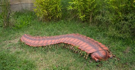 largest millipede ever